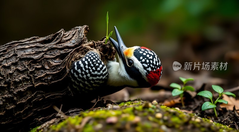 啄木鸟探出头觅食
