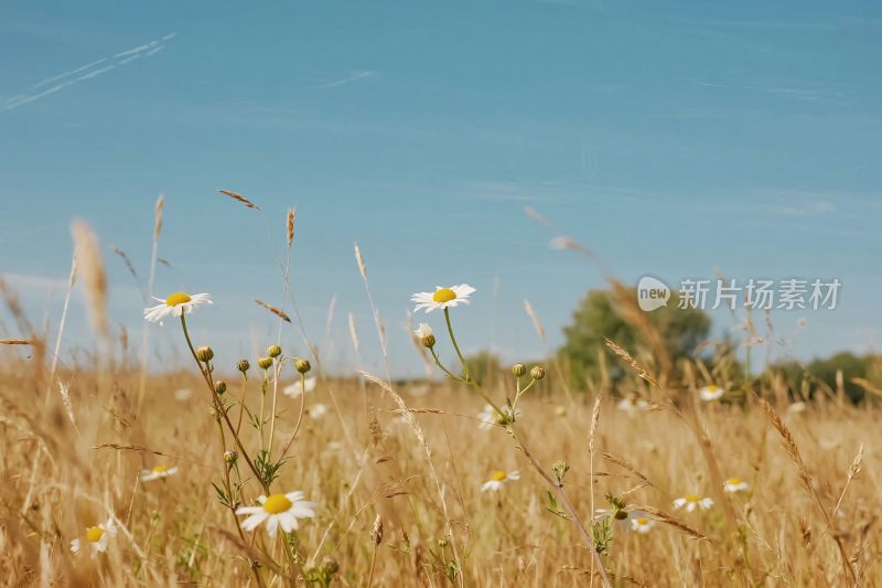 草地雏菊自然风景