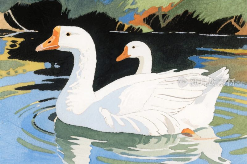两只白鹅水面插画