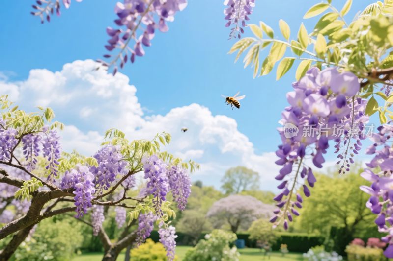 紫藤花与春日自然风景