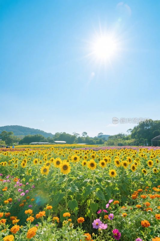 向日葵花海田园风景图