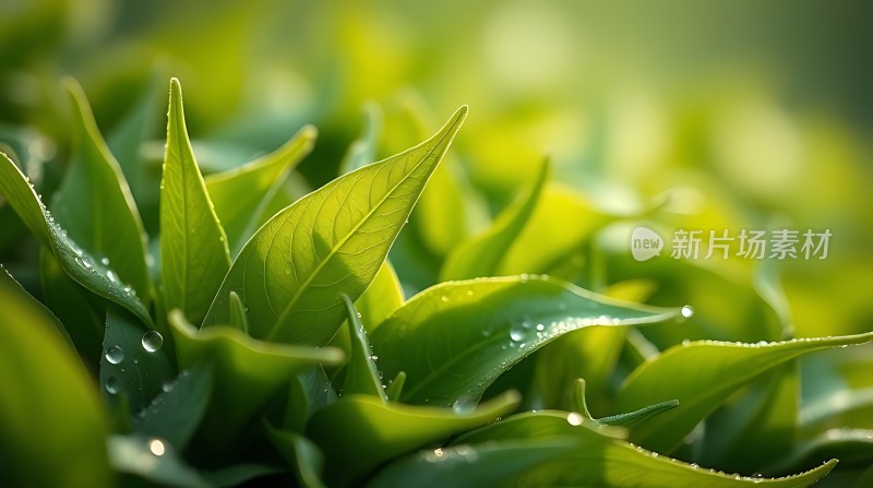 晨露轻吻绿叶间