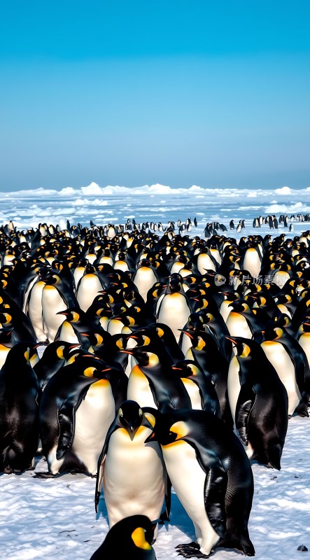 南极雪地上的帝企鹅大军