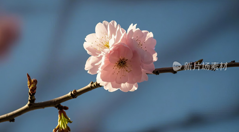 春天樱花树枝花朵盛开特写蓝天背景花卉摄影