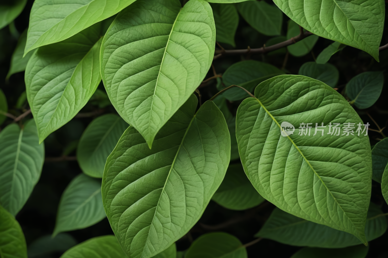 一种绿叶植物和黄色花朵特写高清图片