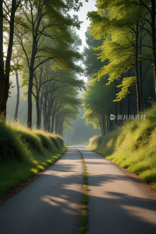 一条长长的路林林总总草草丛生高清风景图片