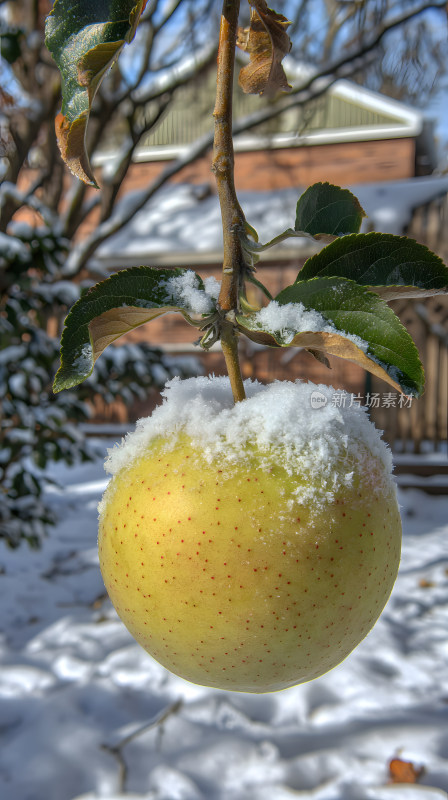 挂在树枝上被雪覆盖苹果