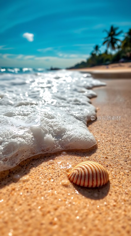 阳光下的贝壳与海浪