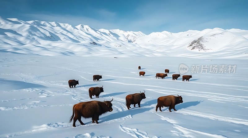 雪原上的麋鹿群