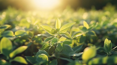 金色阳光绿色植物