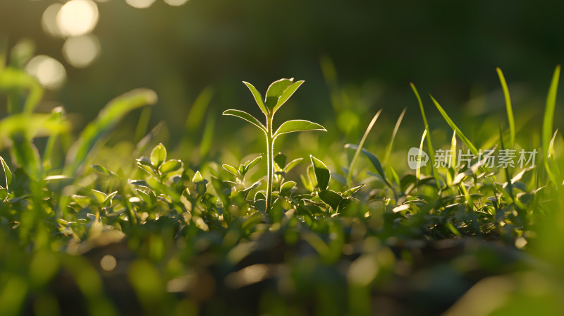 新嫩芽从茂盛绿草中冒出