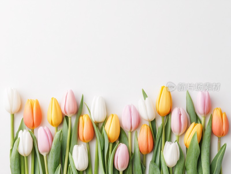 多彩郁金香花卉排列画面