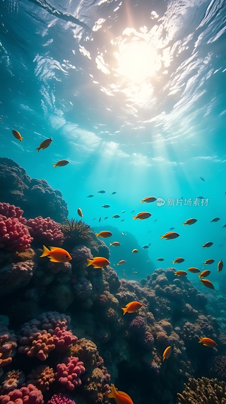 阳光下的海底世界