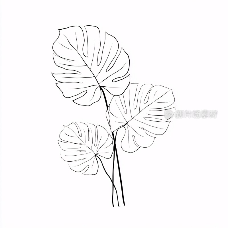 简约线条龟背竹叶插画