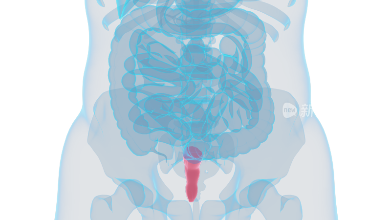 直肠 消化系统十二指肠大肠小肠大肠癌肠胃