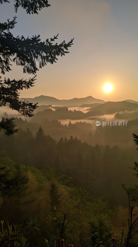 晨曦中的雾霭森林