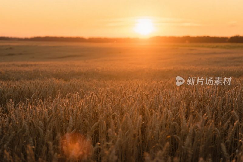 夕阳下的麦田风景