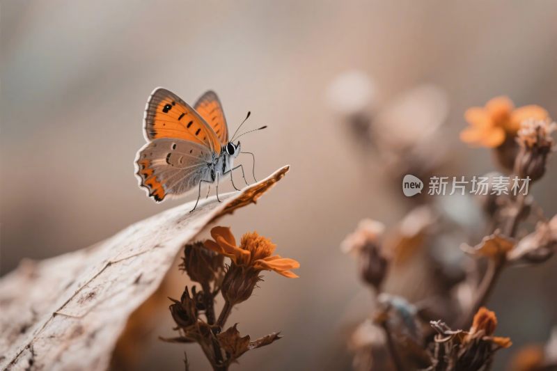 蝴蝶栖息的自然画面