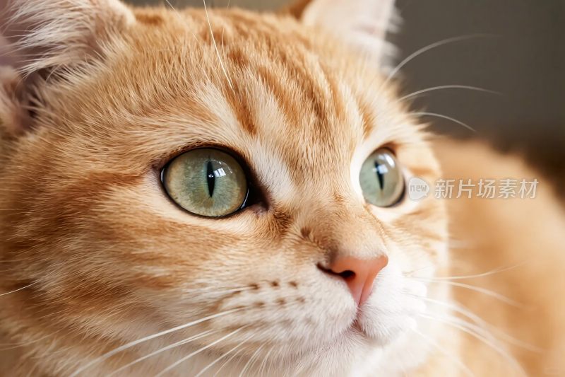 可爱橘猫的特写