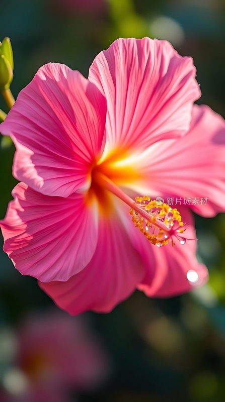 粉红花朵绽放阳光下的美丽瞬间