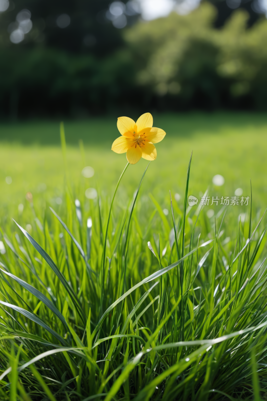 绿色田野中央的一朵黄色花高清风景摄影图片