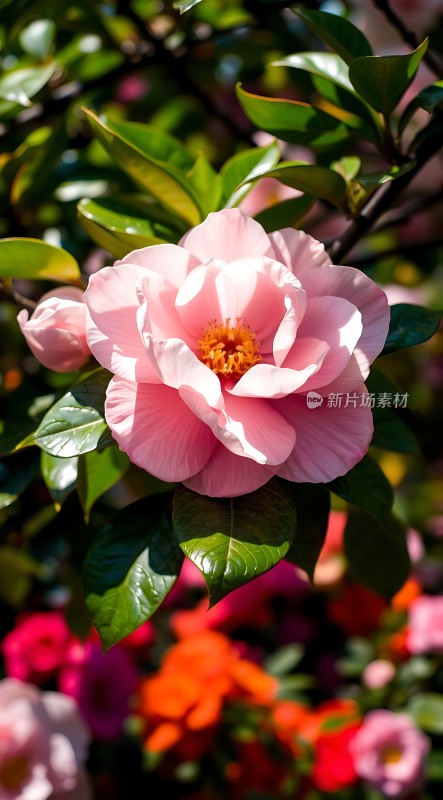 粉红花朵绽放绿叶间