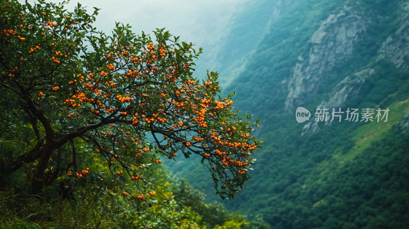 榴花景色