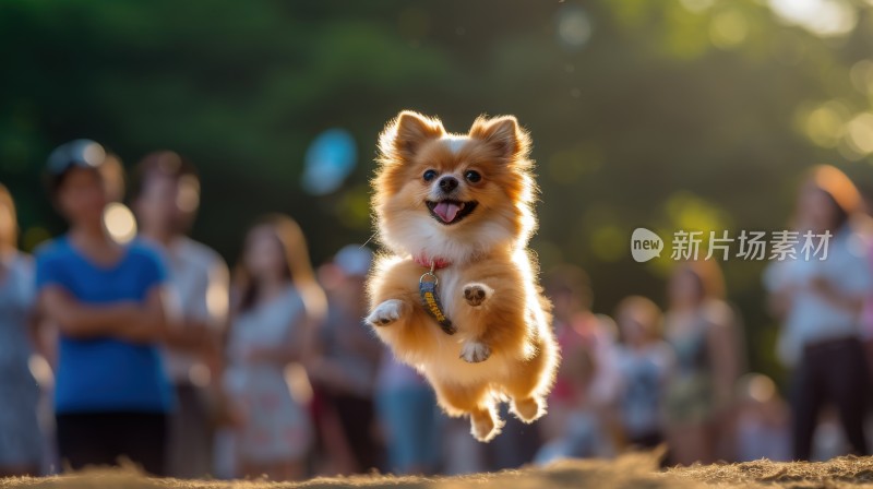 奔跑跳跃飞跃的可爱小狗