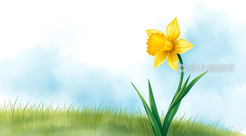 阳光下的美丽水仙花