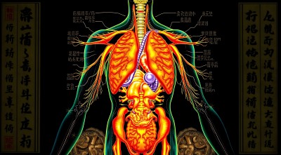 人体内部器官解剖图