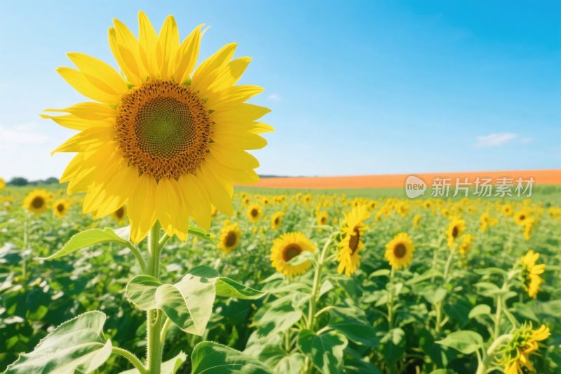 向日葵田园风景