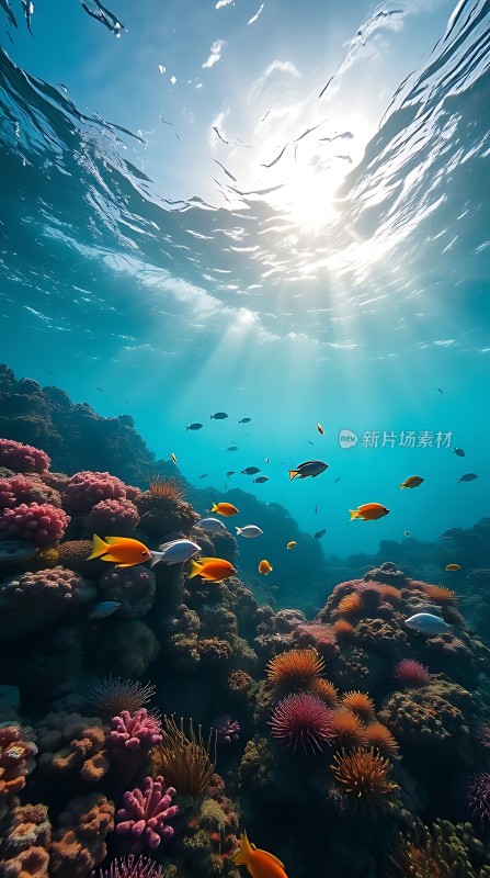 阳光下的海底世界
