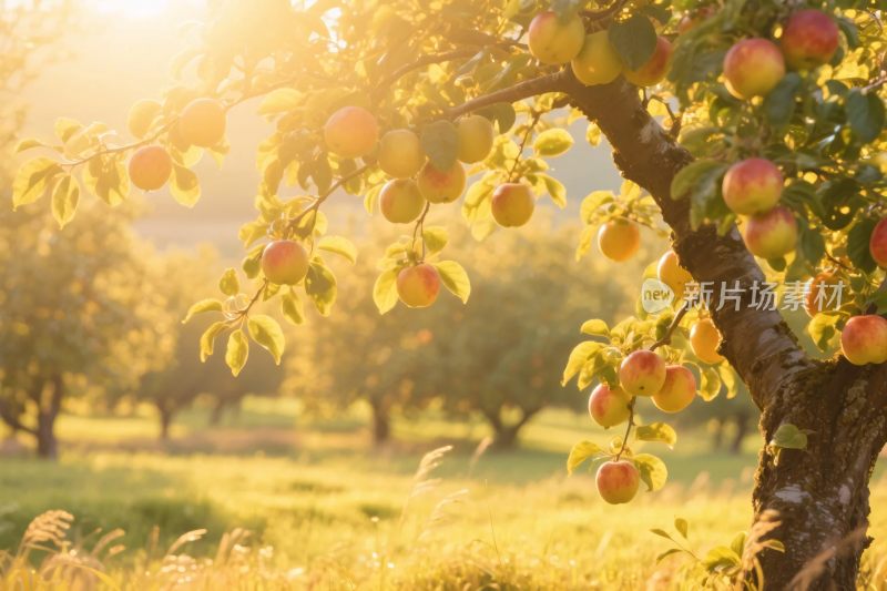 果园苹果树风光
