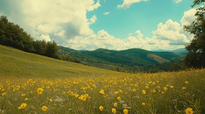 漫山遍野小黄花