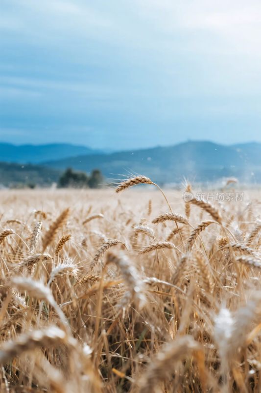 麦田田园风景图