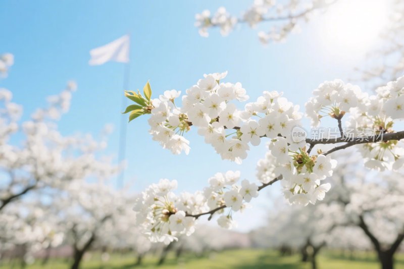 春日樱花风景图