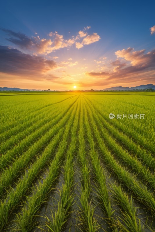 夕阳下稻田的景色天空明亮高清风景图片