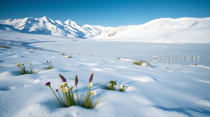 雪原春花