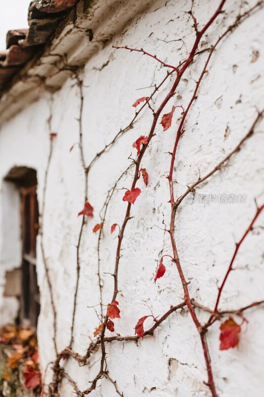 白墙藤蔓红叶画