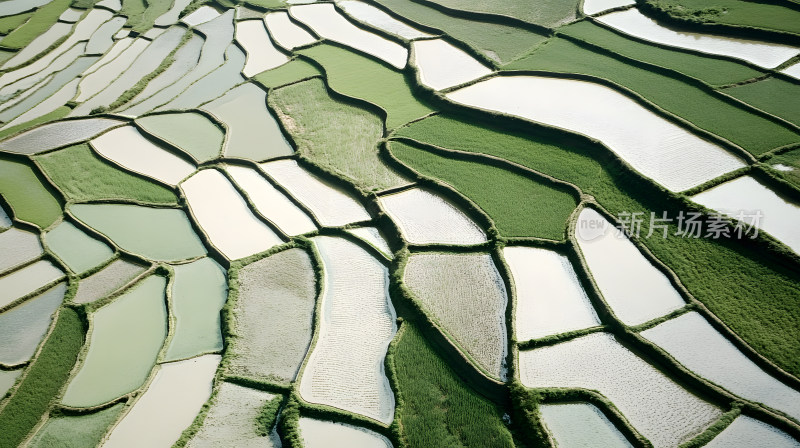 郁郁葱葱绿色梯田和倒映着水池水景