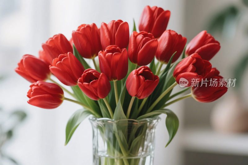 红色郁金香花束摄影