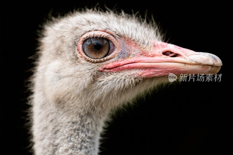 鸵鸟头部特写