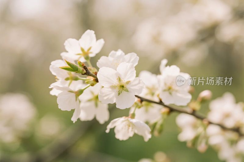 春日樱花枝条特写