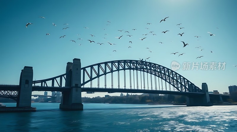 海鸥翔集悉尼港大桥