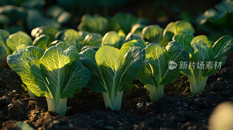 茁壮成长的白菜