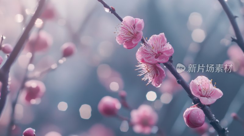 冬天树枝花朵冬季雪景飘雪寒梅