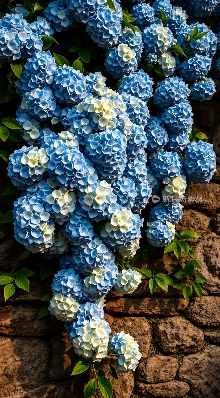 蓝白绣球花攀爬石墙