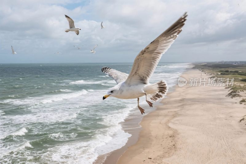 海边海鸥飞翔图