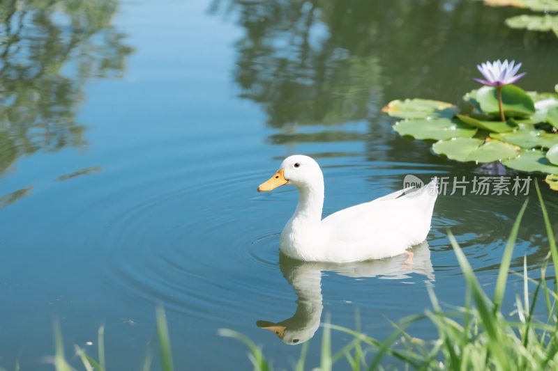 白鸭戏水荷塘