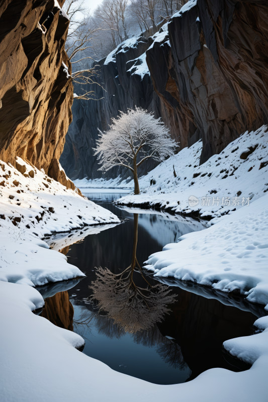 一条河的雪景河中央一棵树高清风景图片